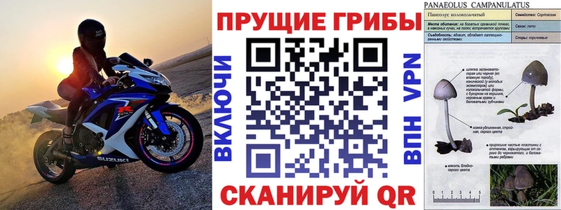 Псилоцибиновые грибы мицелий  купить наркотики сайты  Гурьевск 